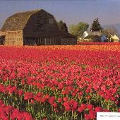 Skagit Valley Tulip Fields