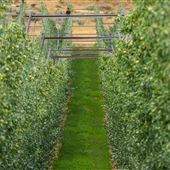 Apple Orchards in the Yakima Valley