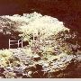 Ape Cave