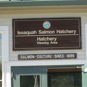 Issaquah Salmon Hatchery