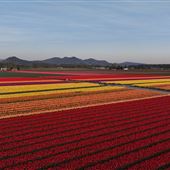 Tulip Fields
