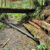 Old Growth Forest with Rustic Structures & River