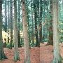 Millersylvania State Park - GEO