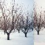 Apple Orchards