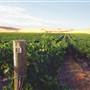 Hyatt Vinyards