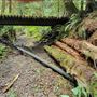 Old Growth Forest with Rustic Structures & River