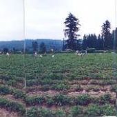 Harvold Strawberry Farm