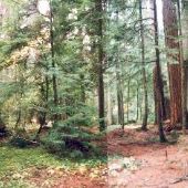 Federation Forest State Park - GEO