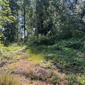 Undeveloped forest land with crushed cabin