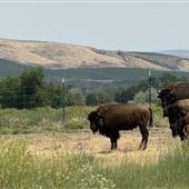 Yakama Nation Buffalo Herd