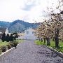 White Home Apple Orchard