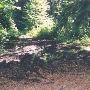 Everett Forest Park - GEO