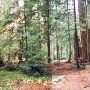 Federation Forest State Park - GEO