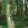 Olympic Peninsula Rainforest