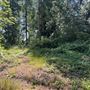 Undeveloped forest land with crushed cabin