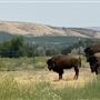 Yakama Nation Buffalo Herd