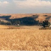 Colfax Wheat Farm