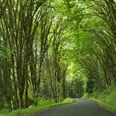 Mt. Tahoma Canyon Rd. E.
