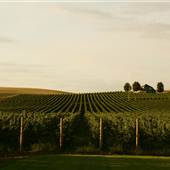 Walla Walla Vineyards
