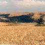 Colfax Wheat Farm