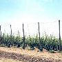 Highway 24 Hops Field