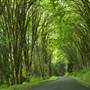 Mt. Tahoma Canyon Rd. E.