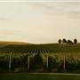 Walla Walla Vineyards