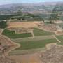 Wilridge Vineyard