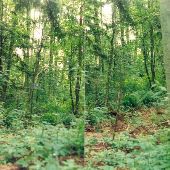 Big Finn Hill Park - GEO