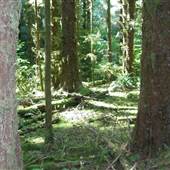 Olympic Peninsula Rainforest