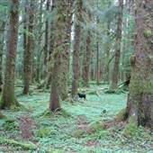 Olympic Peninsula Rainforest