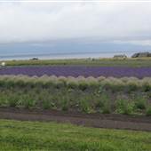 Lavender Wind Farm