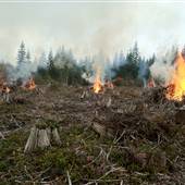 Forest Operations/Logging - Green Diamond Resource Co.