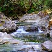 Money Creek Creek and Forest