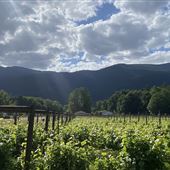 Glacier Peak Winery
