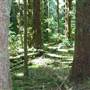 Olympic Peninsula Rainforest