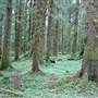 Olympic Peninsula Rainforest