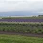 Lavender Wind Farm