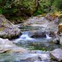 Money Creek Creek and Forest