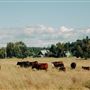 Colvin Ranch