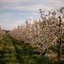 Finnriver Farm & Cidery