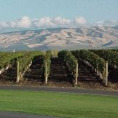 Pepper Bridge Winery