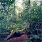 Kelsey Creek - GEO