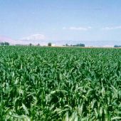 Toppenish Corn Field