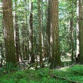 Mount Baker Area Woods