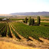 Tapteil Vinyard Winery