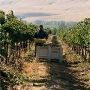Terra Blanca Winery