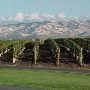 Pepper Bridge Winery