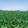 Toppenish Corn Field