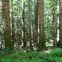 Mount Baker Area Woods